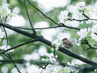 世界乒乓球最强代练